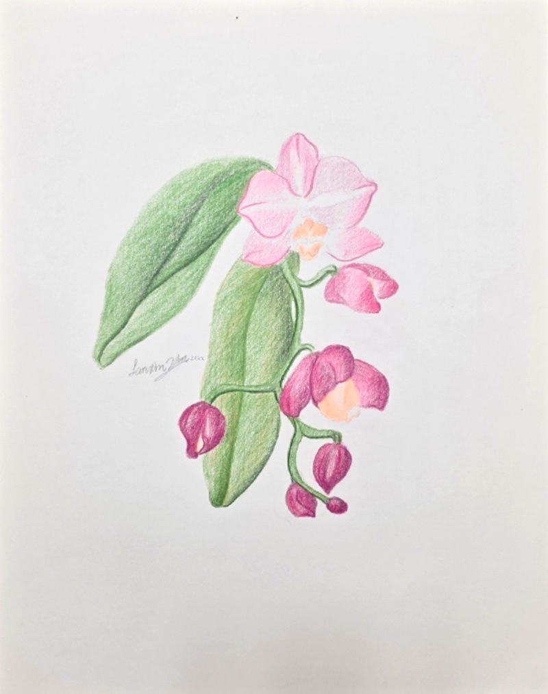 Colored pencil drawing of pink blossoms, green leaves, and red berry-like buds on white paper.