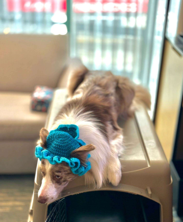 The handmade crocheted yarn hat for Rainbow.